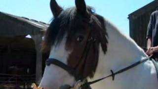 A Riding School Near Brighton  Three Greys Riding School [upl. by Cavill]