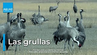 Las GRULLAS en las LAGUNAS de GALLOCANTA [upl. by Ynos593]