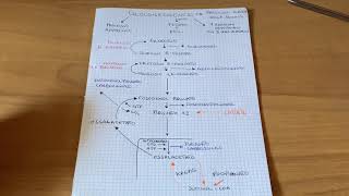 Gluconeogenesi Semplificata  Biochimica [upl. by Tori]
