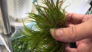 I found THIS secret for tillandsias air plants [upl. by Aihsotan]