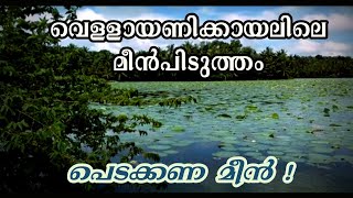 Vellayani Lake  Monsoon Fishing from road Amazing [upl. by Ellennad]