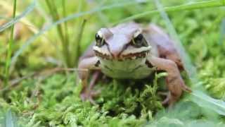 Wood Frog Rana sylvatica [upl. by Latoye66]