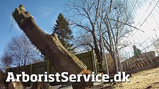 Big Tree Removal using Rigging amp Stihl 88059quot bar with twoman handle  Træfældning af stort træ [upl. by Yoo981]