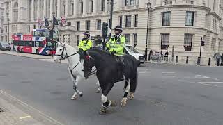 police Horse wearing a poppy lest we forget metpolice [upl. by Tillion664]