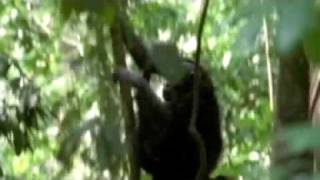 Chimps and Bonobos [upl. by Fidelity205]