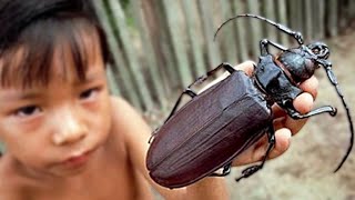 The 10 Biggest Insects On Earth [upl. by Nnylrahc]