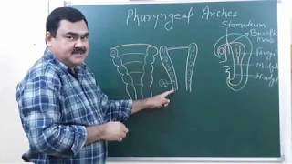 Pharyngeal Arches Part 610 by Dr A K Singh [upl. by Novaat]