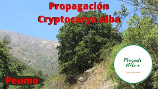 Propagación del Peumo Cryptocarya alba y fabricación de bolsas plásticas artesanal en cuarentena [upl. by Dnaloy]