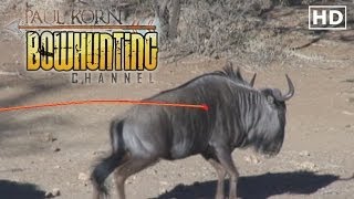 HUGE Wildebeest ARROWED on South African Safari Bow hunting Plains Game [upl. by Rebliw415]