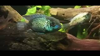 Electric blue acara cichlid care guide tank mates [upl. by Odyssey36]