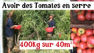 Cultiver les Tomates en Serre et récolter énormément [upl. by Aiden431]