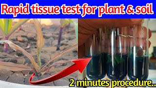 Rapid tissue test for soil and plant  Phosphorus deficiency plant test  Ammonium molybdate method [upl. by Barnabe]