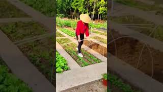 Healing rural lifepickingfruitvegetablerural life farmingsatisfyingagriculture [upl. by Aihsercal]