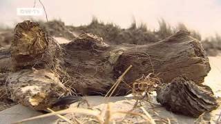 FischlandDarß  Sandstrände Fischerdörfer und unberührte Natur  Video des Tages [upl. by Ylac229]