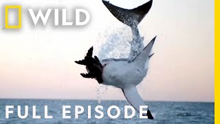 Sharks vs The World Full Episode  Nat Geo Wild [upl. by Remot]