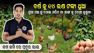 Desi kukuda farm in odisha  Gua chasa odia  Gola maricha chsa odisha  Best farming idea in odia [upl. by Durwood994]