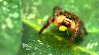 Jumping spider vs pea aphid [upl. by Clive]