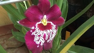 How do I water my Miltoniopsis [upl. by Luaped]