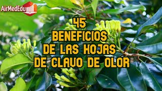 45 Beneficios de las Hojas de Clavo de Olor [upl. by Llemaj750]