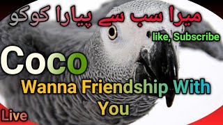 African Grey Parrot is live  Coco Wants To Be Your Friend  Saying ALLAHUAKBAR \ So Cute ParrotX2 [upl. by Harday]