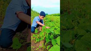 farmer Boy 125 youtubeshortssubscribeviralshortinstareelsfarmingvillagelife [upl. by Eilojne]