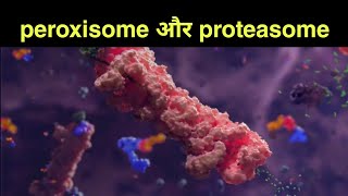 peroxisome और Proteasome क्या होता हैं [upl. by Lauro]