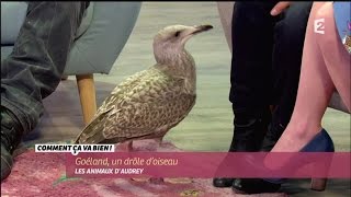 ANIMAUX Goéland ce drôle doiseau CCVB [upl. by Youlton]