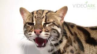 A federally endangered Asian leopard cat Prionailurus bengalensis bengalensis at ACCB [upl. by Notsnarc]