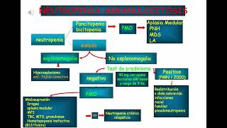 NEUTROPENIA  Kornblitt [upl. by Zohara800]