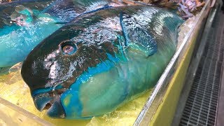 Parrot Fish Cutting Skills 鸚鵡魚切割技能  How to Cut Parrot Fish for Sashimi Japan [upl. by Irra]