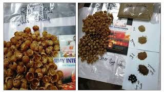 Soap Nuts Shells powderampshells powder extract How Can Use Soap Nuts Shells Powder [upl. by Ainsley]