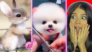 Los Animales más TIERNOS de TikTok [upl. by Allerus]