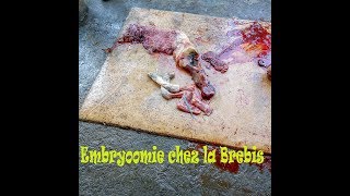 Embryotomie chez brebis 2017 [upl. by Corette]