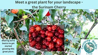 Meet the Surinam Cherry tree great edible and more Growing and care tips and basics [upl. by Kristyn190]