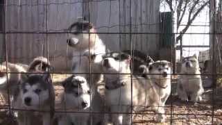 alaskan malamute puppies howling [upl. by Natie]