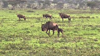 Serengeti Wildebeest Migration  GnuMigration [upl. by Nylodam]