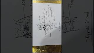 Easy Structure of thyroid gland thyroidgland drawing easydiagramgland structureofthyroidgland [upl. by Raycher]