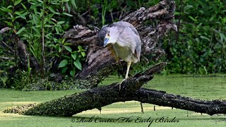 Nycticorax nycticorax BLACKCROWNED NIGHT HERON drinks preens [upl. by Ralat]