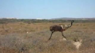 Running emu [upl. by Mouldon484]