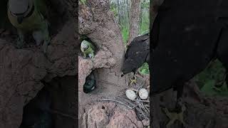 Strange video of an eagle watching a bird in a hole in the groundbird beautiful love eggs [upl. by Jobina]