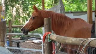 Horse calling friends 😊 [upl. by Enelhtac]