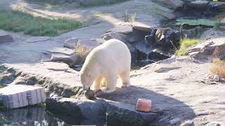 Les soigneurs des éléphants ont créé un enrichissement pour les Ours blanc [upl. by Nortna119]