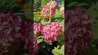 Colourful Cocktail Hydrangea paniculata [upl. by Amrita]