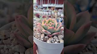 echeveria Dulleya variegada succulents shorts mexico plants flowers shortsviral shortvideo [upl. by Tager]