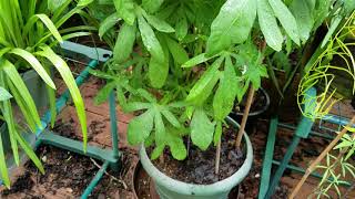 Ipomoea platensis leaf views [upl. by Tab]