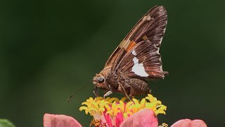 Silver spotted Skipper [upl. by Rebel]