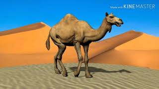 Dromedary Camel Sound Effects [upl. by Madella]