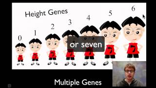 Chromosomal Genetics [upl. by Margarete]