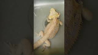 Bearded dragon MBD calcium bath [upl. by Hook]