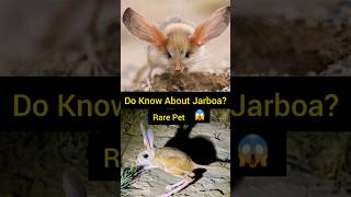 Jerboa Hopping Desert Mouse  Jerboa animals pets shorts [upl. by Archy]